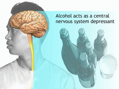 alcohol is a central nervous system depressant how does alcohol affect the central nervous system quizlet