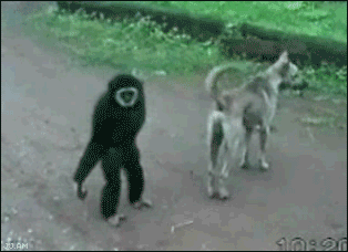 The monkey pulling the dogs limbs reminds me of my little bros