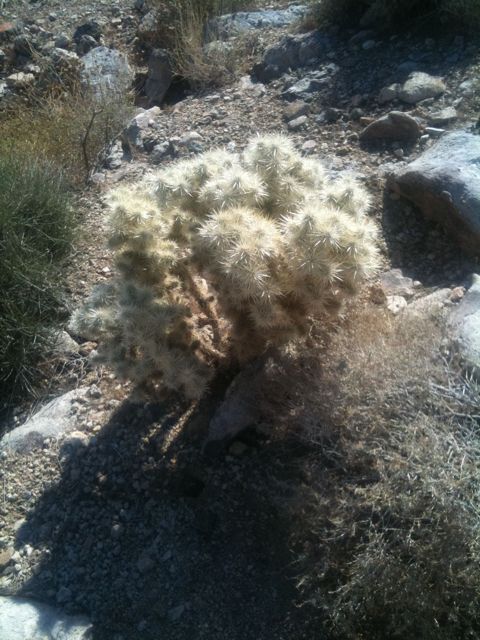vicious cactus