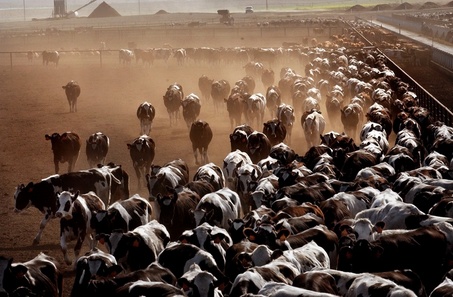 Cows worse for environment than cars, trucks, planes & trains